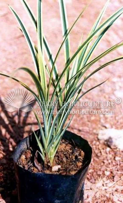 Pandanus pygmeus